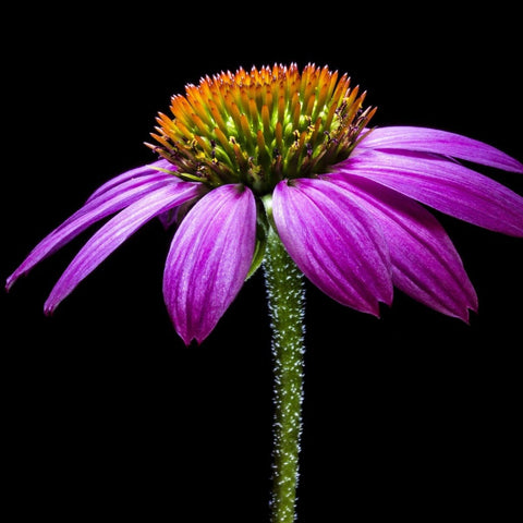 Close-up of a vibrant purple coneflower (Echinacea) with a green stem against a black background. The petals are long and slender, radiating around a central orange and green cone. The details of the flower's texture and colors are clearly visible, reminiscent of the essence captured in Magic Hour's Symbeeosis: Beautifying Immunitea for the Queen Bee.