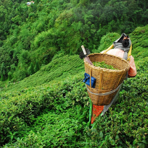 A large wicker basket filled with freshly picked Goomtee Estate Darjeeling tea leaves is attached to the back of a tea picker dressed in orange and gray attire. The worker stands amid lush green tea bushes on a hillside plantation at Goomtee Estate Darjeeling, with dense greenery stretching into the distance, brought to you by Magic Hour.