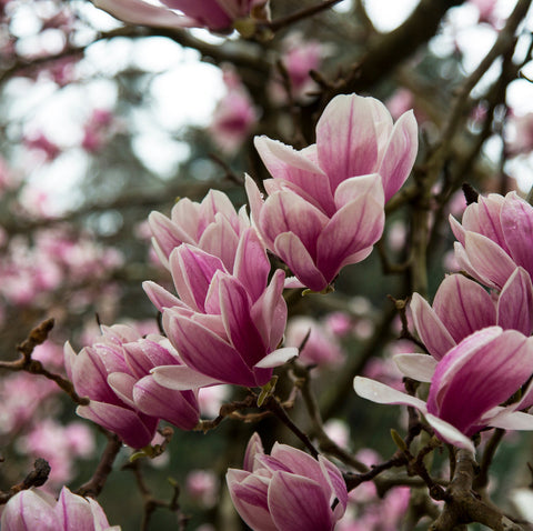 Magnolia