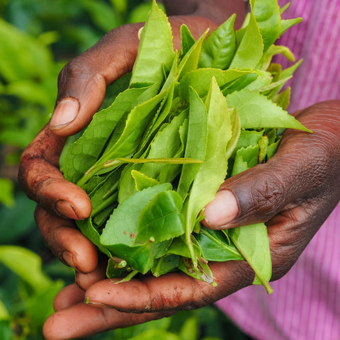 Close-up of hands holding a bunch of freshly picked Darjeeling tea leaves. The bright green leaves glimmer in the foreground, with more lush foliage in the background. The person's shirt, adorned with pink stripes, adds a charming touch. This scene captures the essence of Magic Hour's April 2024 Harvest - Grand Cru First Flush Goomtee Estate Darjeeling FTGFOP1.