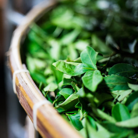 Close-up of a woven basket filled with fresh Tung Ting Green Dragon Oolong tea leaves from Magic Hour. The basket's rim is visible along the left side and bottom left corner, while the Taiwanese tea leaves fill the frame, creating a lush and vibrant texture. The background is blurred.