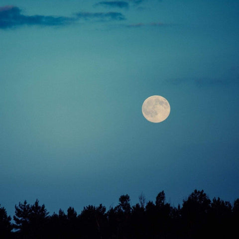 A full moon shines brightly in a clear, deep blue sky above a silhouetted tree line. Wisps of clouds are faintly visible, adding depth to the serene nighttime scene, much like the delicate essence of Silver Moon White Tea by Club Magic Hour enhancing a tranquil evening.