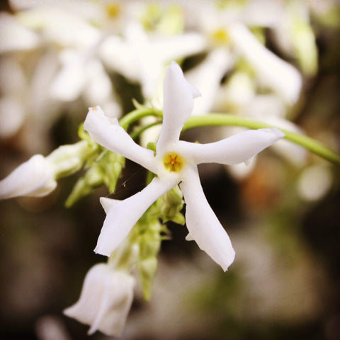 Close-up view of a white jasmine flower with five petals, showcasing its delicate and star-like shape. The background is softly blurred, highlighting the flower's intricate details and central yellow stamen, reminiscent of the purity found in Magic Hour Dragon Phoenix Jasmine Pearls blends.