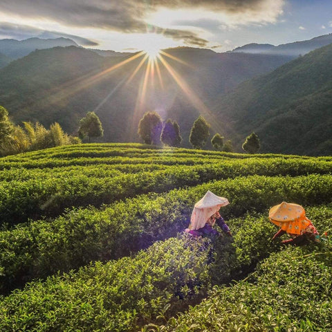 Two farmers wearing traditional conical hats work in lush, green tea fields at sunrise, harvesting Ti Quan Yin Oolong: Tea of Patient Compassion. The sun's rays create a radiant burst over the misty, rolling hills in the background. The scene is tranquil and picturesque, perfectly capturing the beauty and wellness benefits of Magic Hour's rural agriculture.